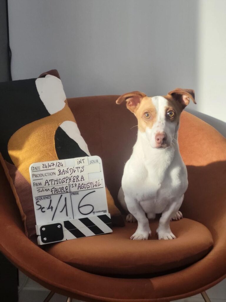 chien de la pub atmosphera qui pose dans un siege a cote du clap