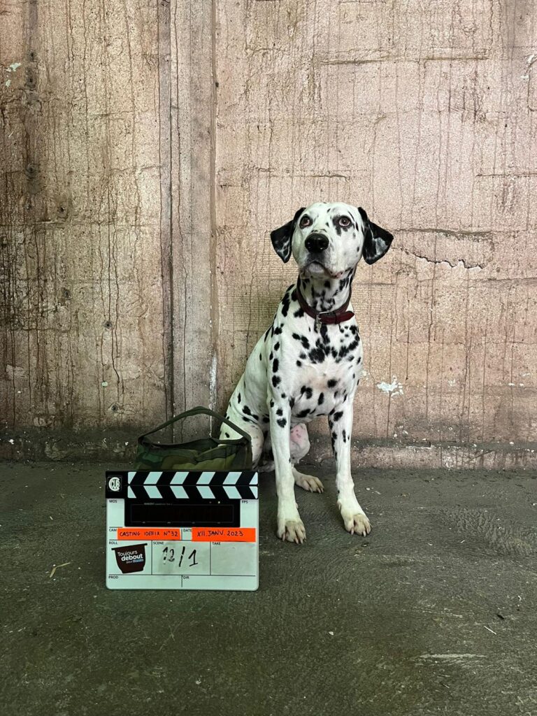 tournage-chiendalmatien-clap