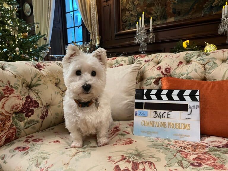 tournage-chienwestie-clap