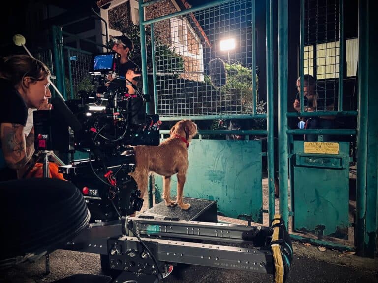 scène de nuit où le chien est devant un portail et la caméra juste derrière lui